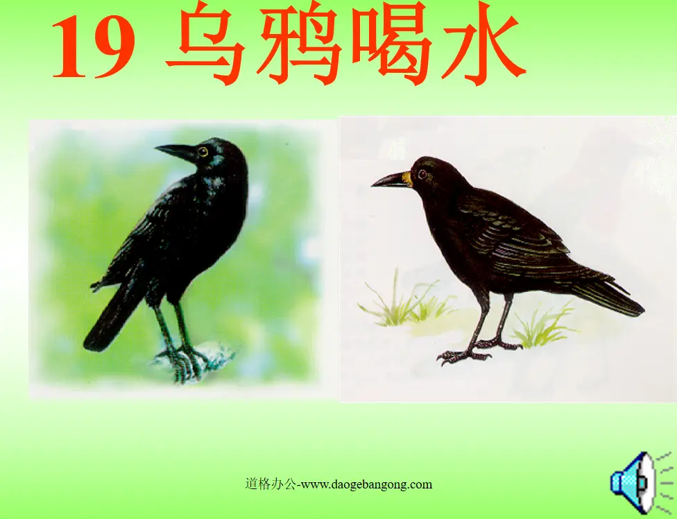 "Crow Drinking Water" PPT Courseware 3