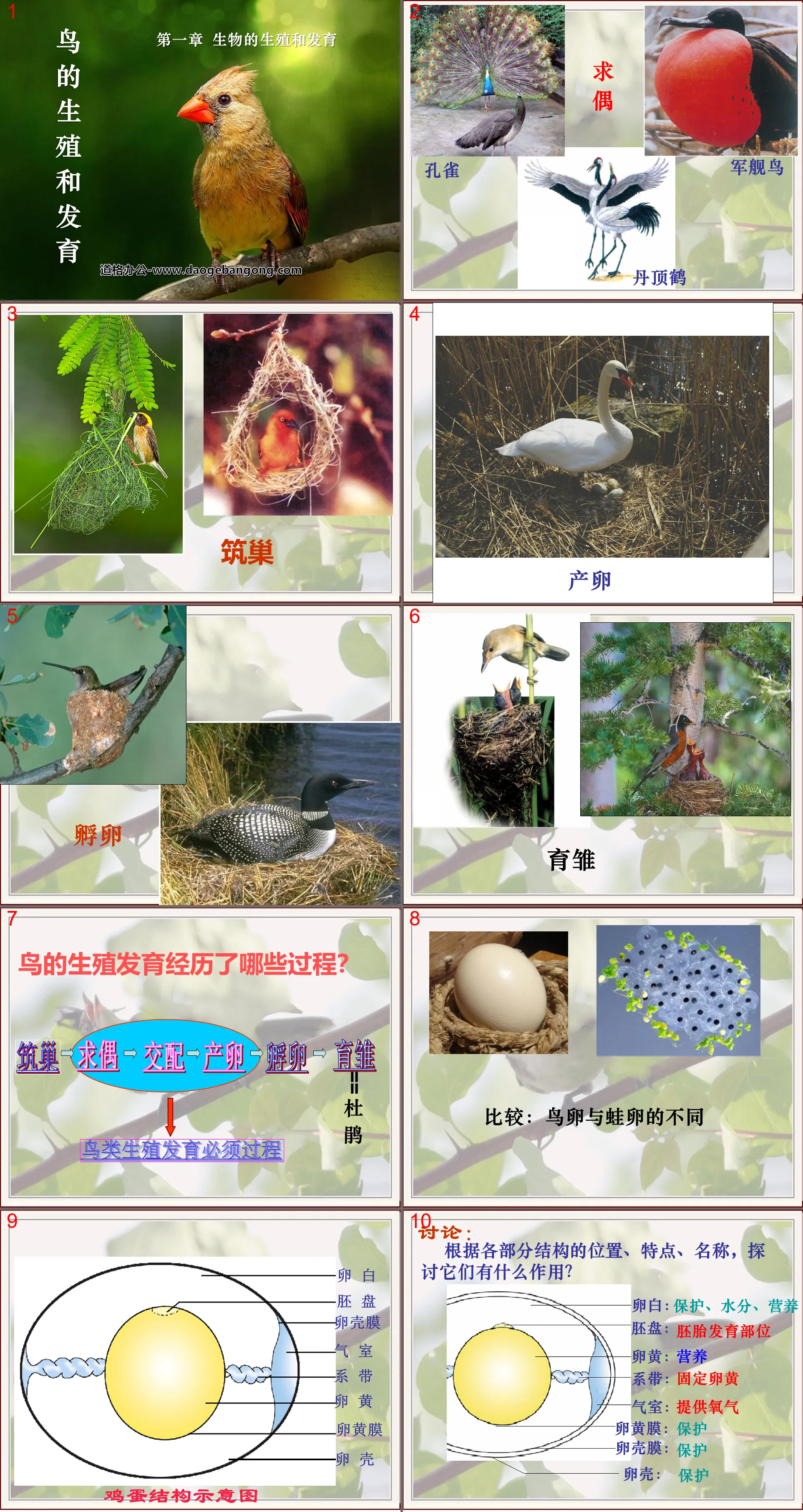 « Reproduction et développement des oiseaux » Formation PPT sur la reproduction et le développement biologiques 6