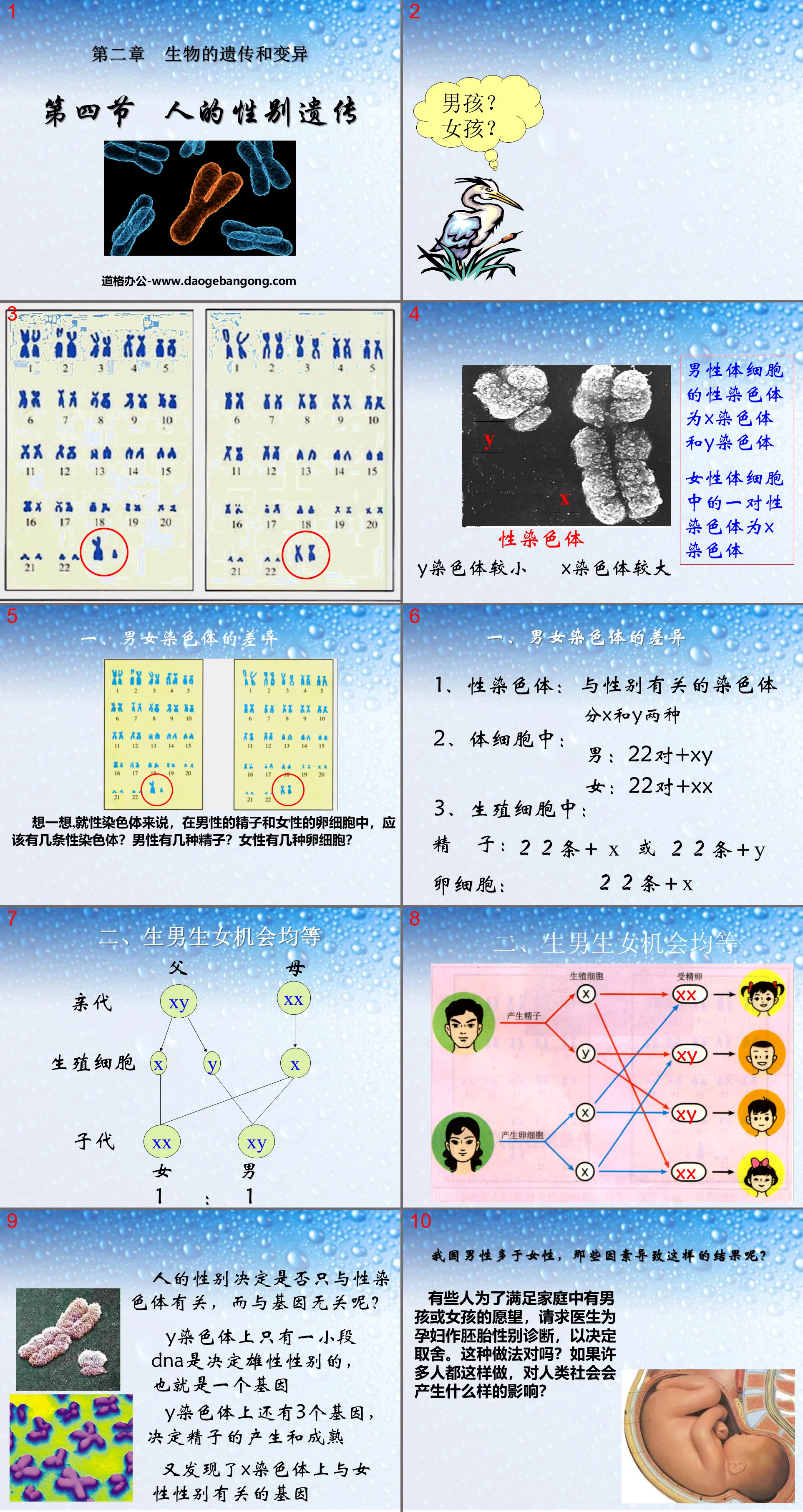 《人的性别遗传》生物的遗传和变异PPT课件
