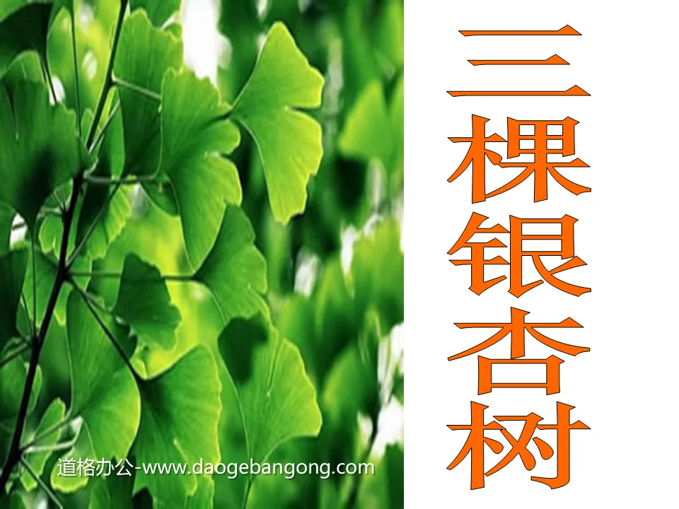 "Three Ginkgo Trees" PPT courseware