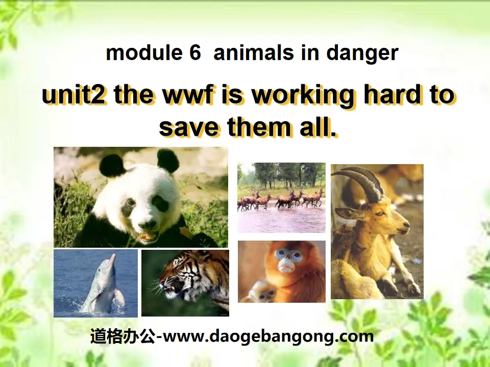 《The WWF is working hard to save them all》Animals in danger PPT课件2