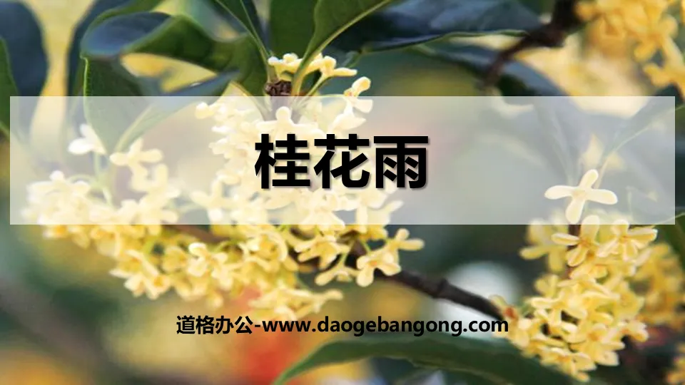 Cours de qualité PPT « Osmanthus Rain »