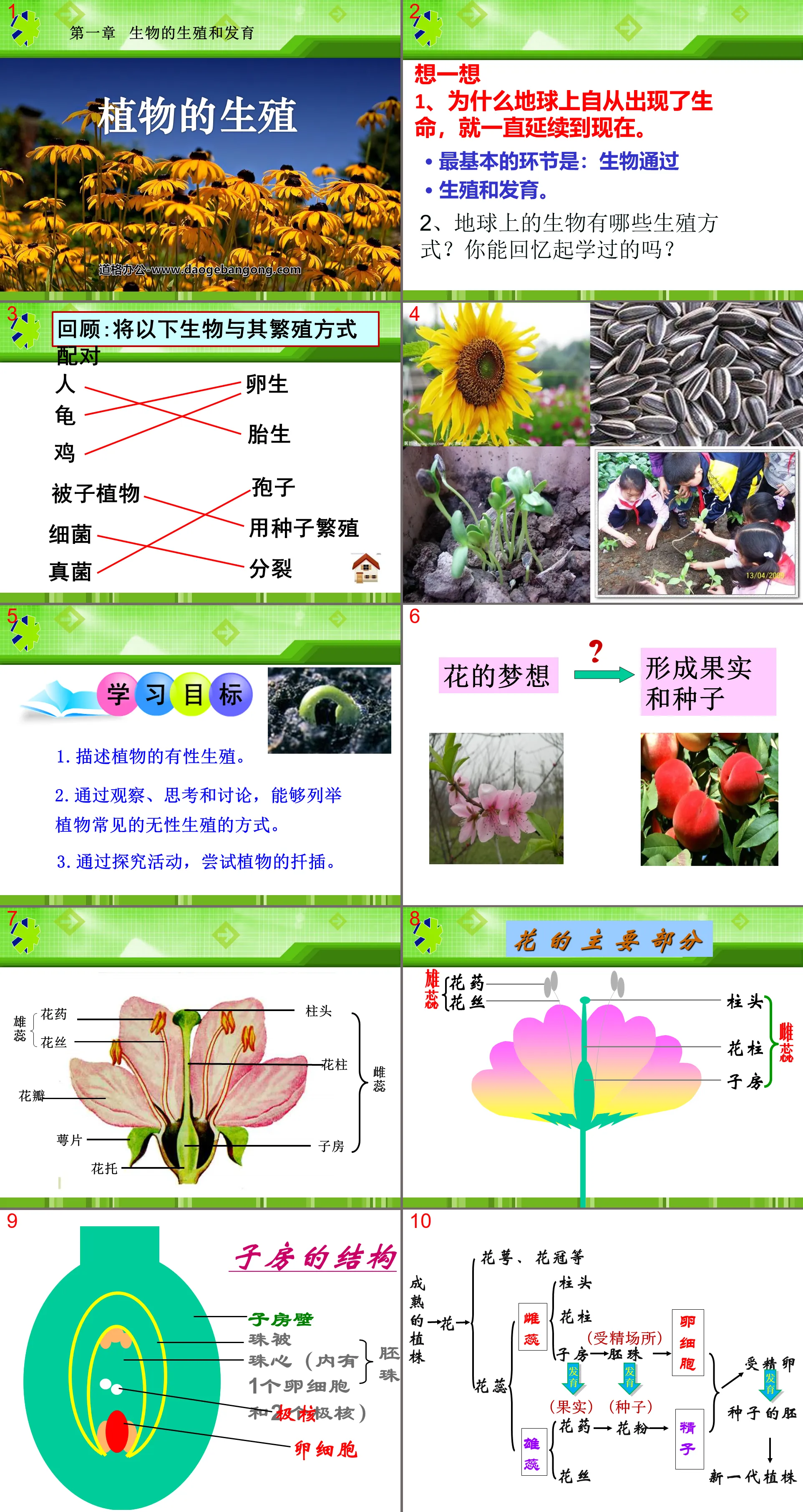 "Plant Reproduction" Biological Reproduction and Development PPT Courseware 4