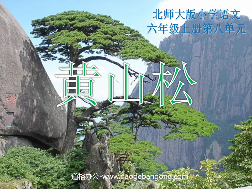 Didacticiel PPT « Pin de Huangshan »