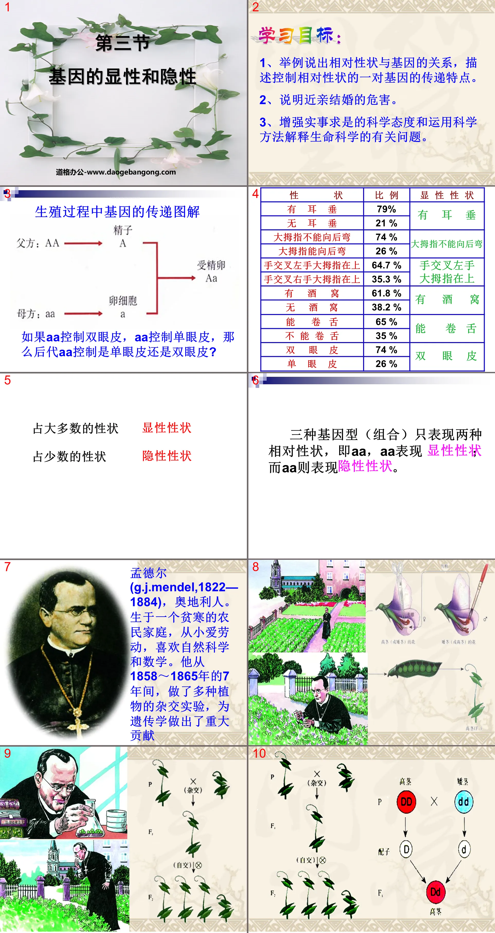 « Gènes dominants et récessifs » Cours PPT sur l'hérédité et la variation biologiques 4