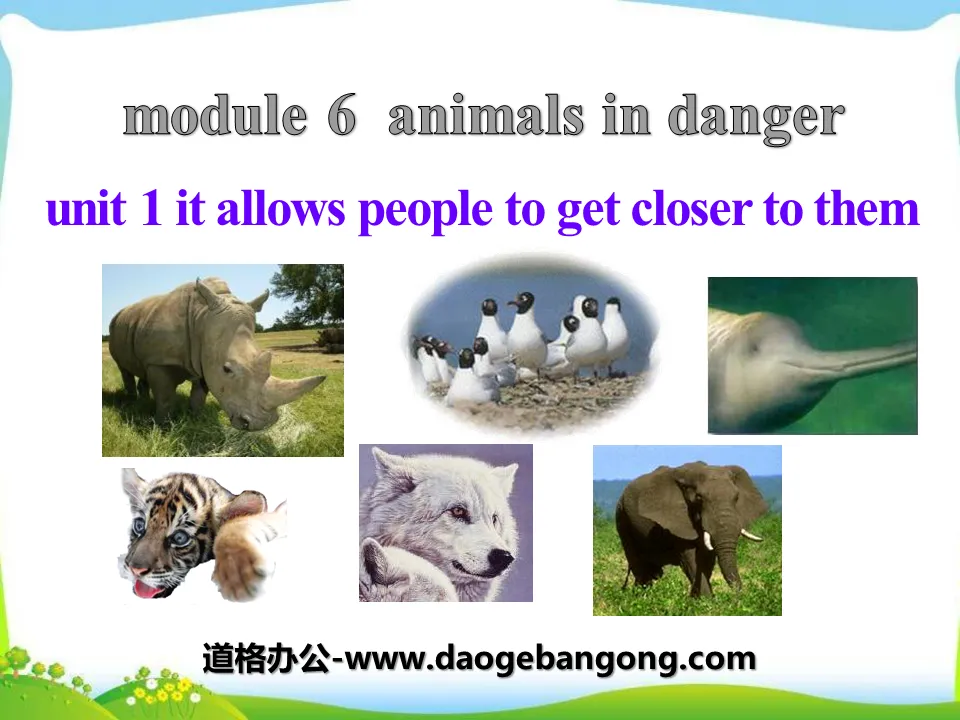 《It allows people to get closer to them》Animals in danger PPT课件3