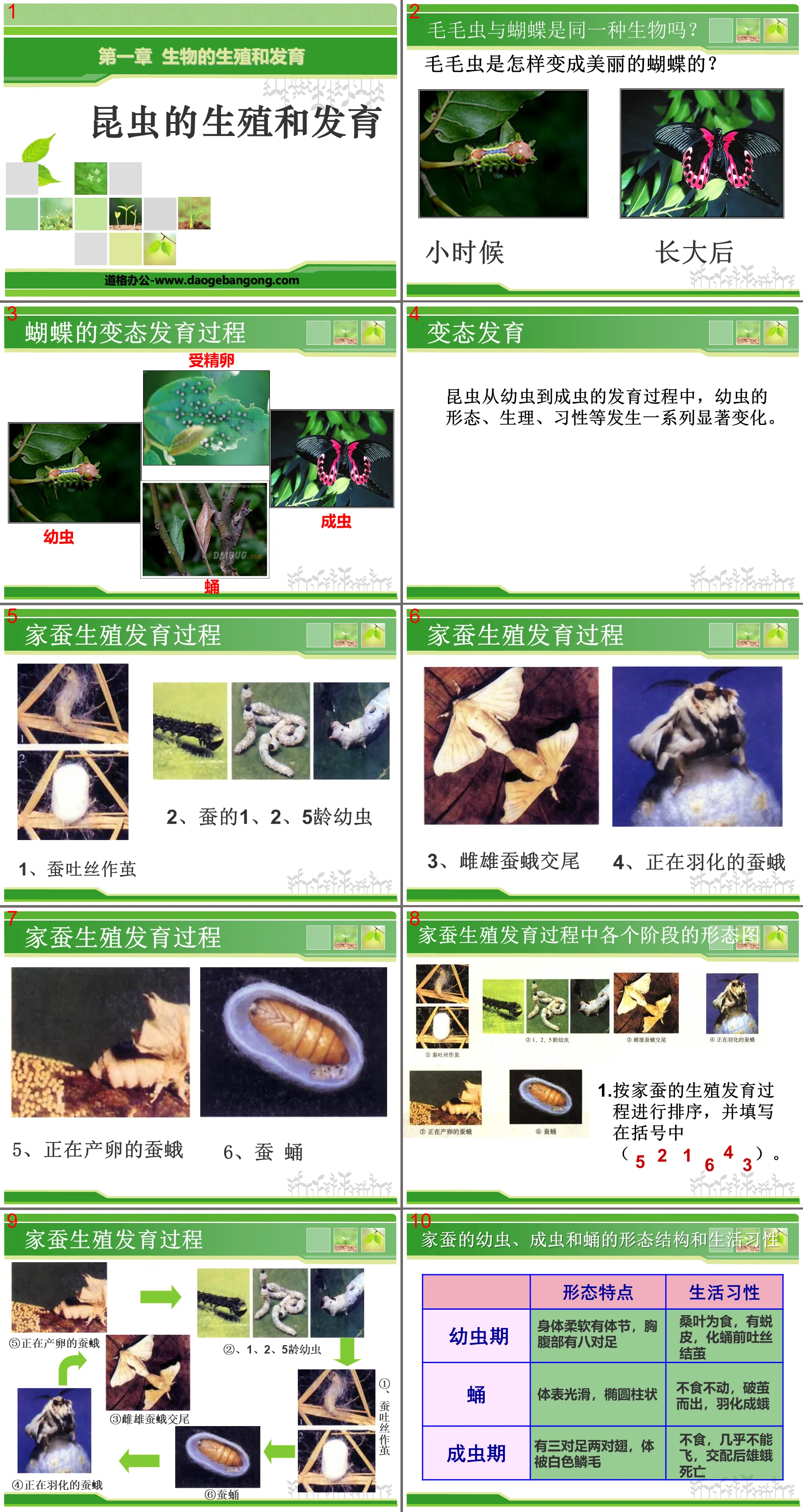 《昆虫的生殖和发育》生物的生殖和发育PPT课件3
