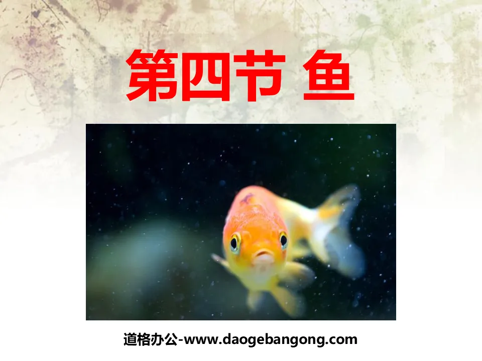 《魚》動物的主要類群PPT課件2