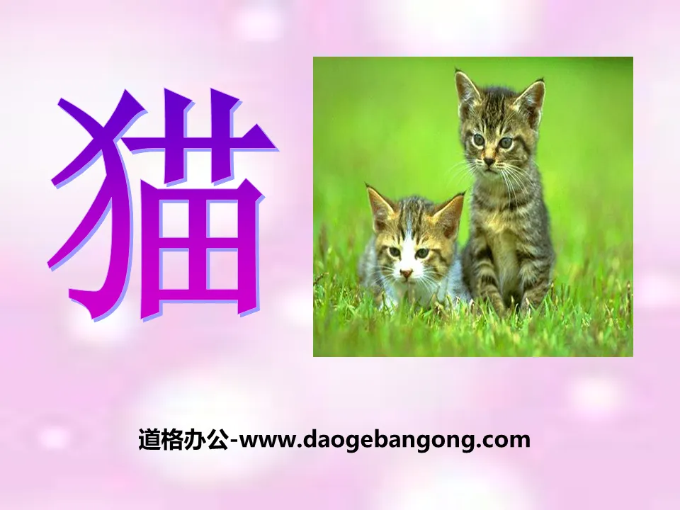 《猫》家养小动物PPT课件