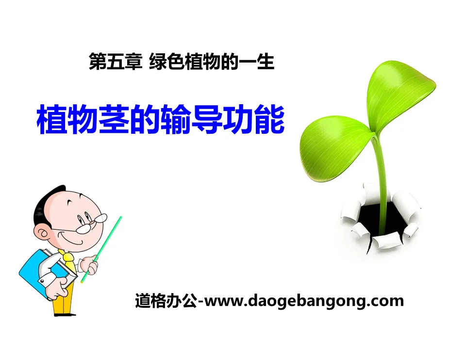 《植物茎的输导功能》PPT