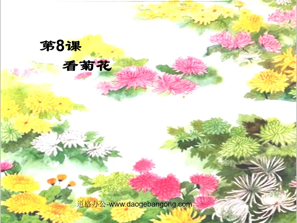 《 看菊花 》PPT