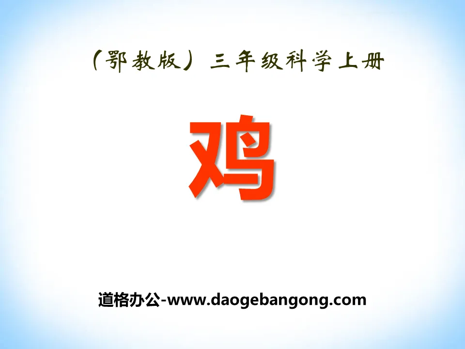 《鸡》家养小动物PPT课件