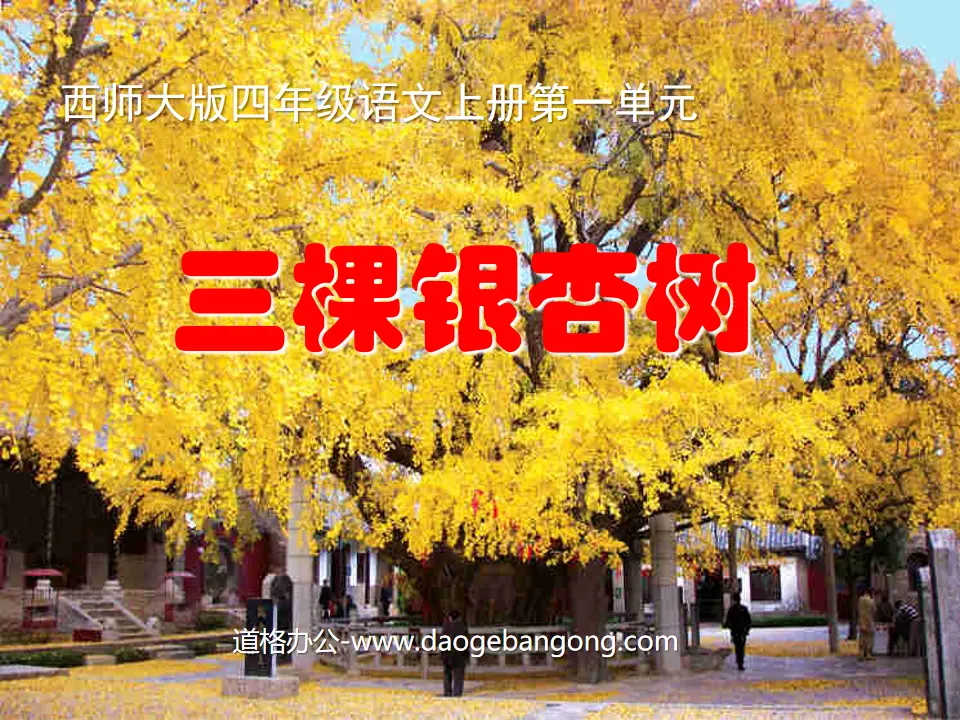 "Three Ginkgo Trees" PPT courseware 3