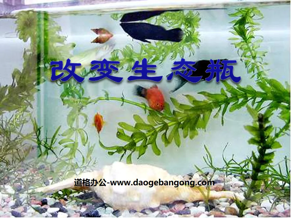 《改變生態瓶》生物與環境PPT課件