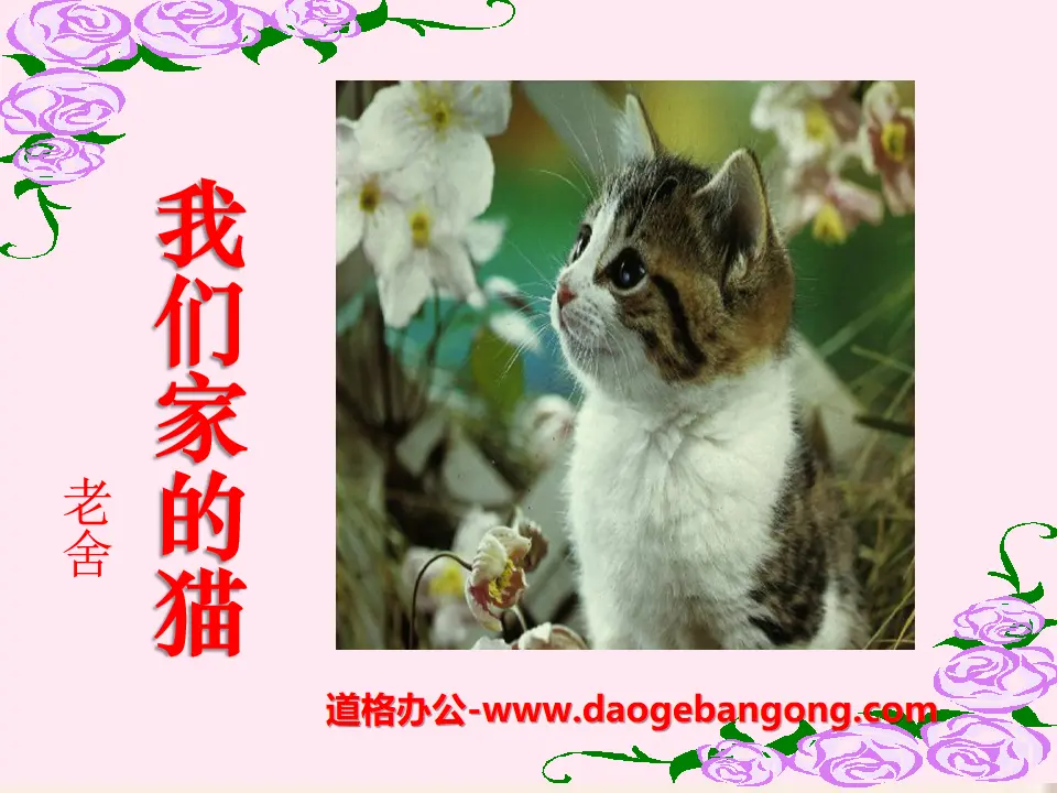 《我们家的猫》PPT课件
